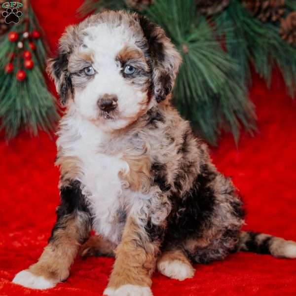 Bluebelle, Mini Bernedoodle Puppy